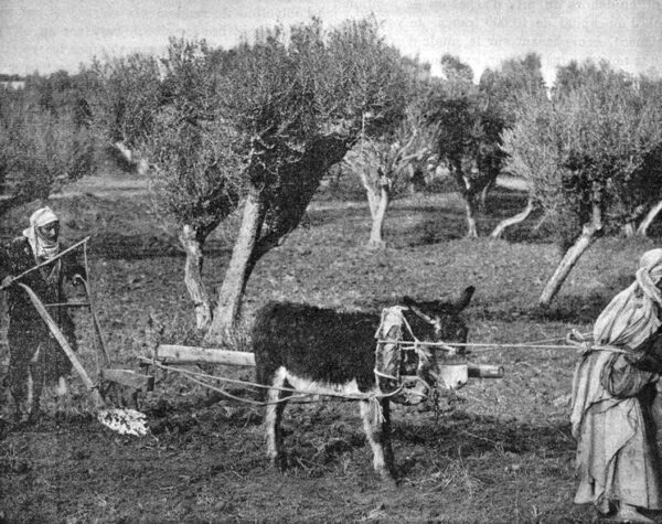Un agriculteur tunisien laboure la terre entre les oliviers avec une charrue et deux ânes.