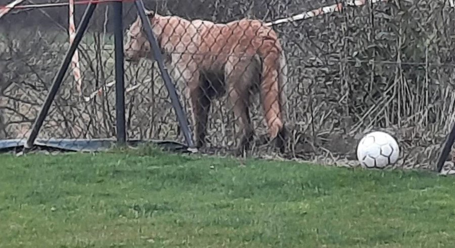 félin sauvage à Epalainges